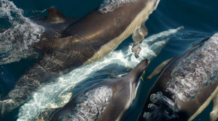 Whale Watching & Marine Safari Gansbaai